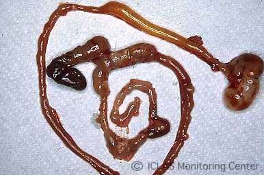 左: <i>C. piliforme</i> 実験感染ラットの腸管病変: 盲腸を中心に回腸下部と結腸上部において粘膜出血、腸管浮腫