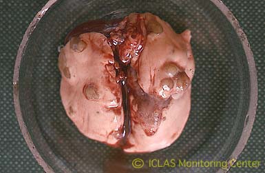 右: <i>C. kutscheri</i> 感染マウスの肺病変: 多発性小膿瘍