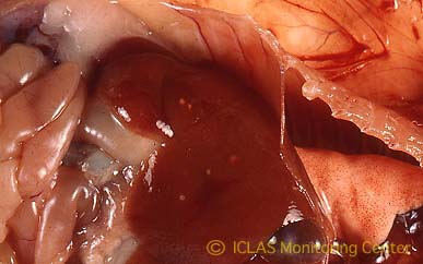 <i>H. hepaticus</i> 実験感染SCIDマウスの肝病変: 肝壊死斑 (肝白斑) 散在