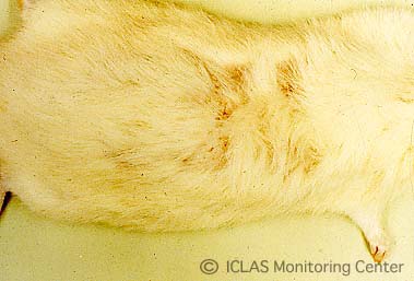 右: 白癬菌自然感染ラットの皮膚病変: 不整形の被毛脱落 (脱毛) 、皮膚の紅斑