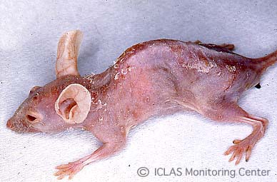 左: <i>Pneumocystis</i> 実験感染ヌードマウスの外観所見: 衰弱、削痩、チアノーゼ、背弯姿勢