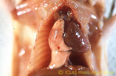 右: <i>Pneumocystis</i> 実験感染ヌードマウスの肺病変: 肺退縮異常、肺赤色変化