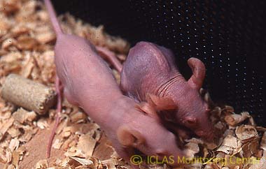 左: MHV自然感染ヌードマウスの外観所見 (写真右側マウスが感染マウス) : wasting syndrome（衰弱、削痩など）