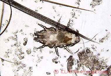 左: <i>M. musculi</i>  (ハツカネズミケモチダニ) 虫体