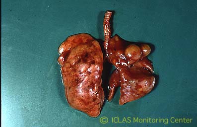 <i>B. bronchiseptica</i> 自然感染モルモットの肺病変: 肺全葉の赤色充実性肝変化 (化膿性気管支性肺炎)