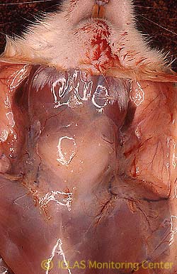 右: SDAV自然感染ラットの剖検所見: 頚部皮下のゼラチン様浮腫、下顎腺および下顎リンパ節腫大